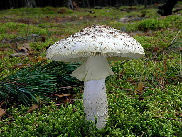 muchotrávka citrónovožltá Amanita citrina Pers.