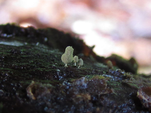 mištička popolavá Arcyria cinerea (Bull.) Pers.