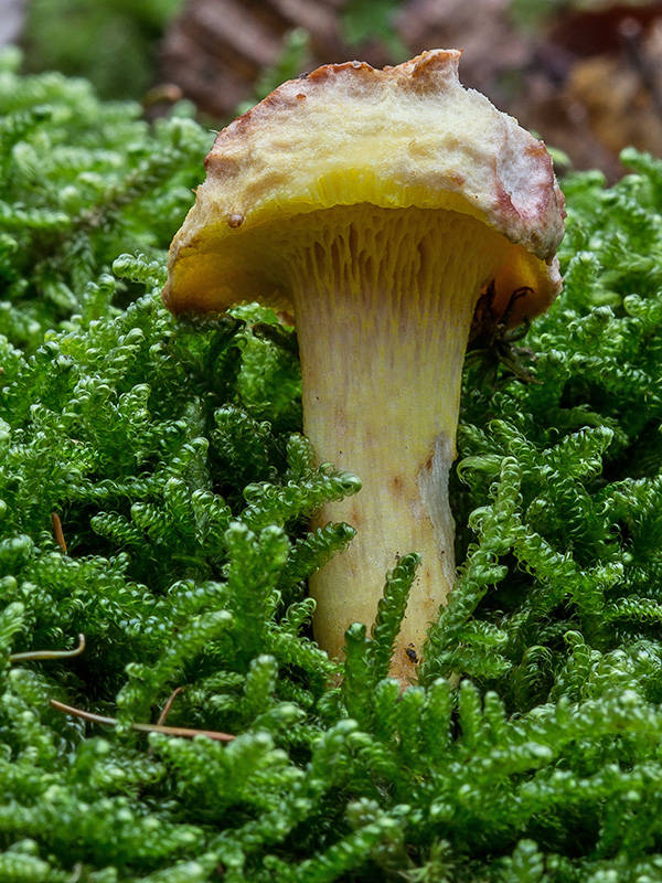 zlatohríb úhľadný Aureoboletus gentilis (Quél.) Pouzar