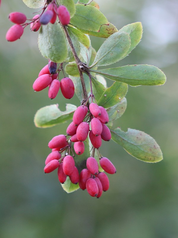 dráč obyčajný Berberis vulgaris L.