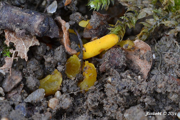 kyjačik Clavaria sp.