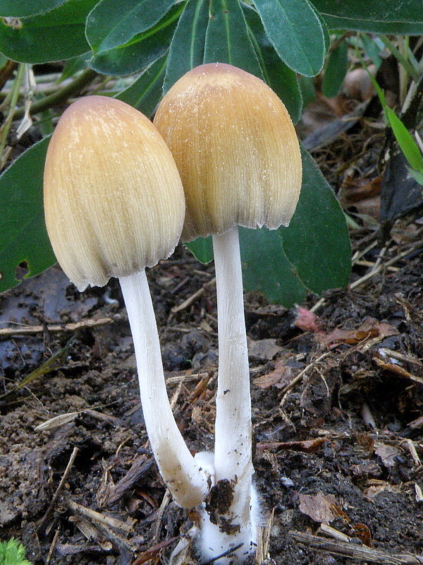 hnojník ligotavý Coprinellus micaceus (Bull.) Vilgalys, Hopple & Jacq. Johnson