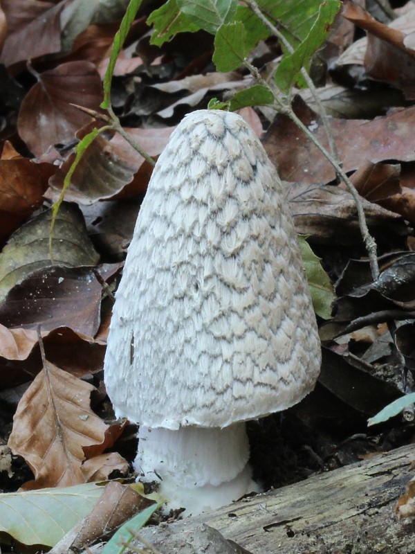 hnojník strakatý Coprinopsis picacea (Bull.) Redhead, Vilgalys & Moncalvo