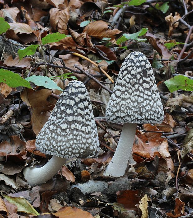 hnojník strakatý Coprinopsis picacea (Bull.) Redhead, Vilgalys & Moncalvo