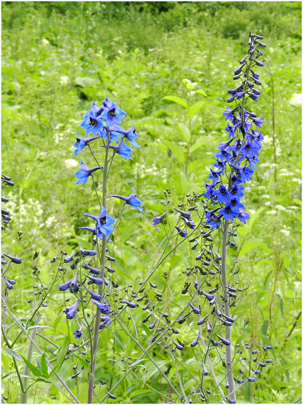 stračonôžka vysoká Delphinium elatum L.