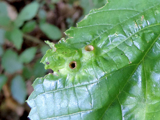 byľomor / bejlomorka lipová Didymomyia tiliacea Bremi, 1847