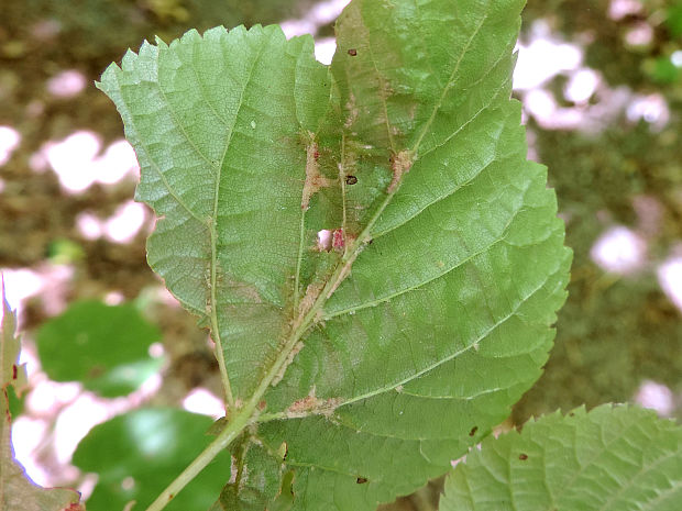 vlnovník / vlnovník Eriophyes leiosoma Nalepa, 1892