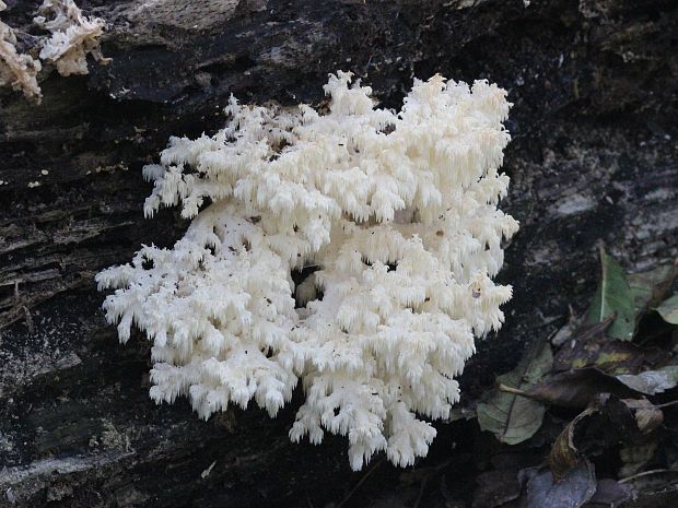 koralovec bukový Hericium coralloides (Scop.) Pers.