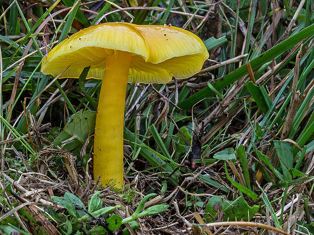 lúčnica citrónovožltá Hygrocybe chlorophana (Fr.) Wünsche