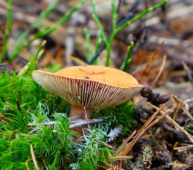 rýdzik Lactarius sp.