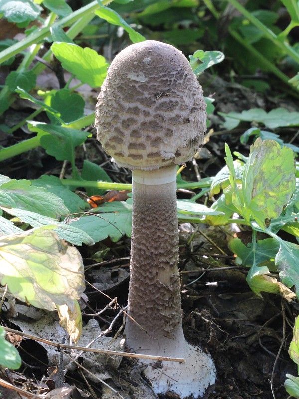 bedľa vysoká Macrolepiota procera (Scop.) Singer