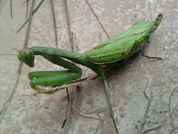 modlivka zelená Mantis religiosa