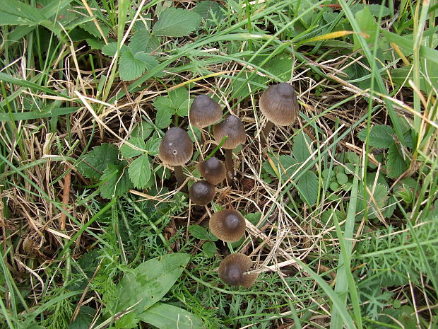 prilbička Mycena sp.