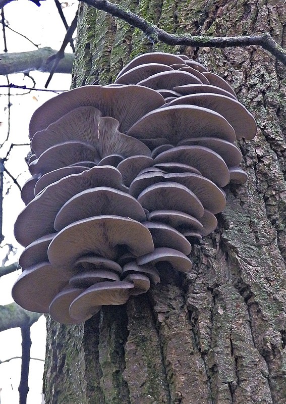 hliva ustricovitá Pleurotus ostreatus (Jacq.) P. Kumm.