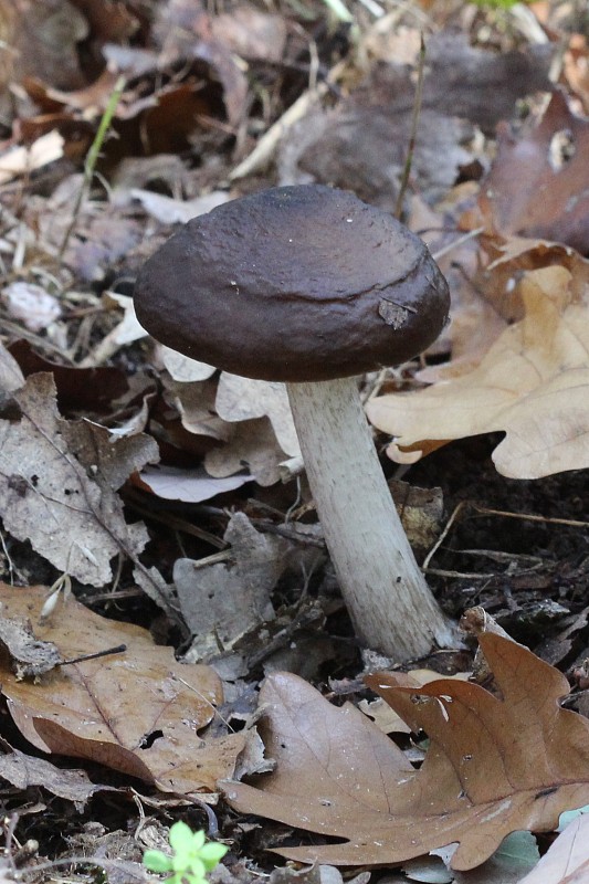 štítovka jelenia Pluteus cervinus (Schaeff.) P. Kumm.