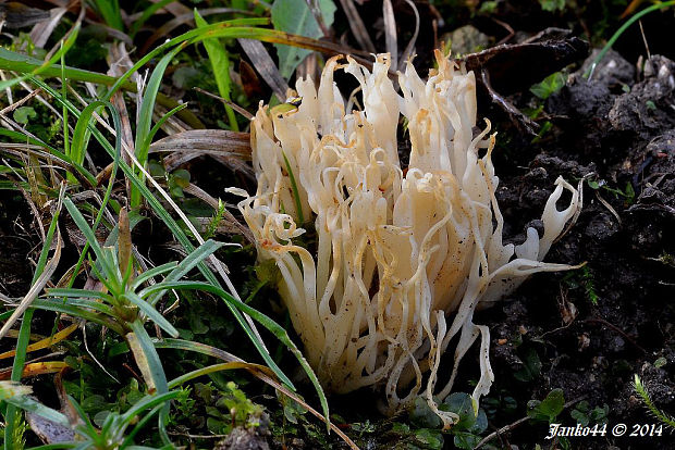 pastrapačka Kunzova Ramariopsis kunzei (Fr.) Corner