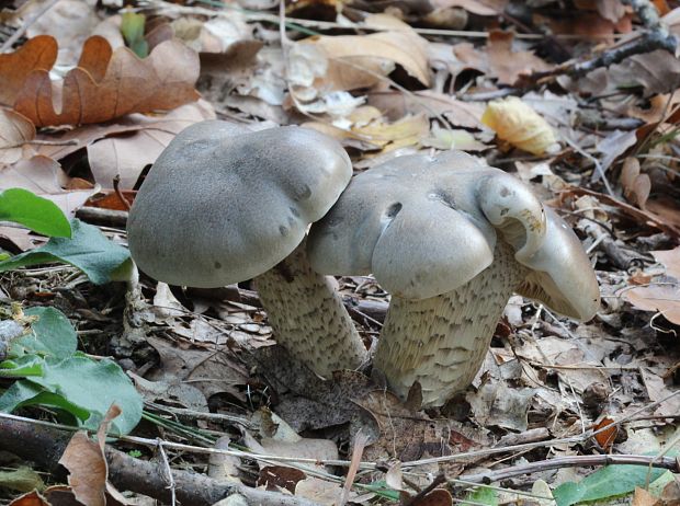 čírovka mydlová Tricholoma saponaceum (Fr.) P. Kumm.