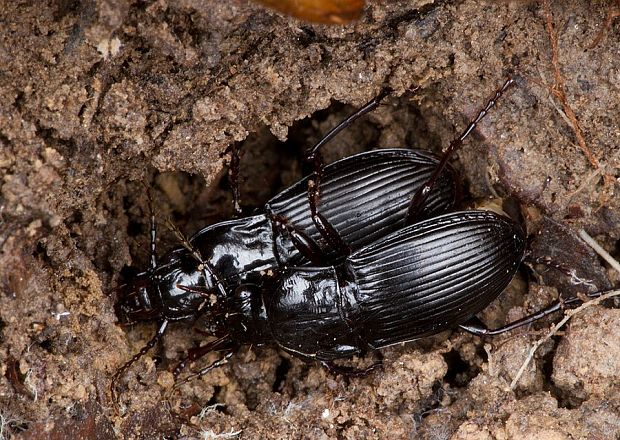 utekáčik Abax parallelus