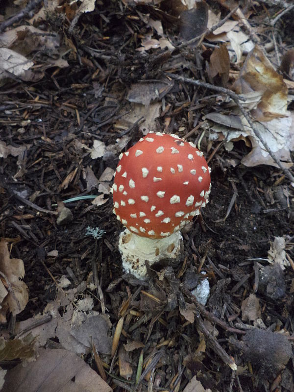 muchotrávka červená Amanita muscaria (L.) Lam.