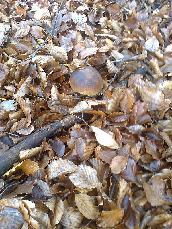 hríb smrekový Boletus edulis Bull.