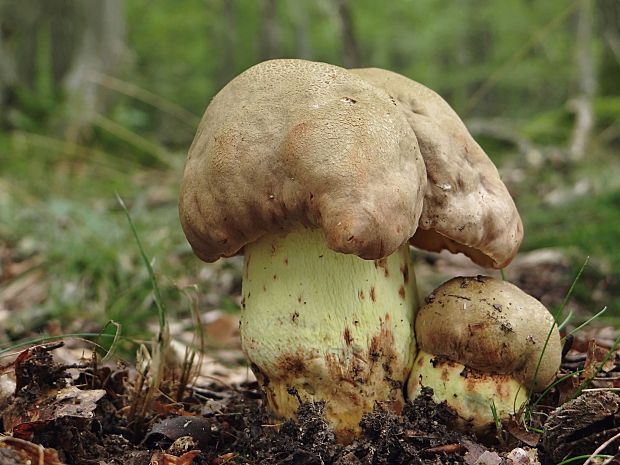 hríb príveskatý Butyriboletus appendiculatus (Schaeff. ex Fr.) Secr.