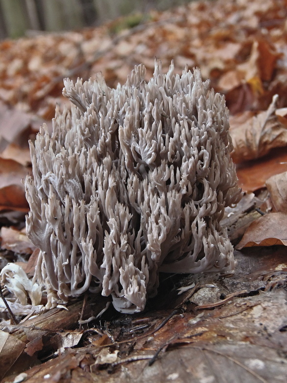 konárovka popolavá Clavulina cinerea (Bull.) J. Schröt.