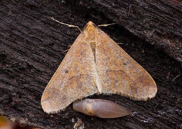 piadivka zimná Erannis defoliaria