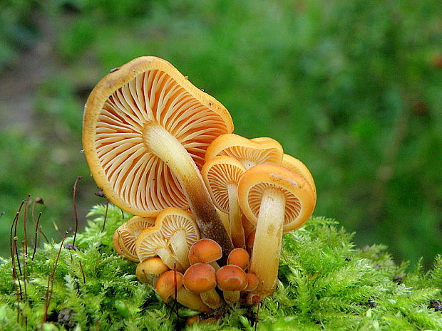 plamienka Flammulina sp.