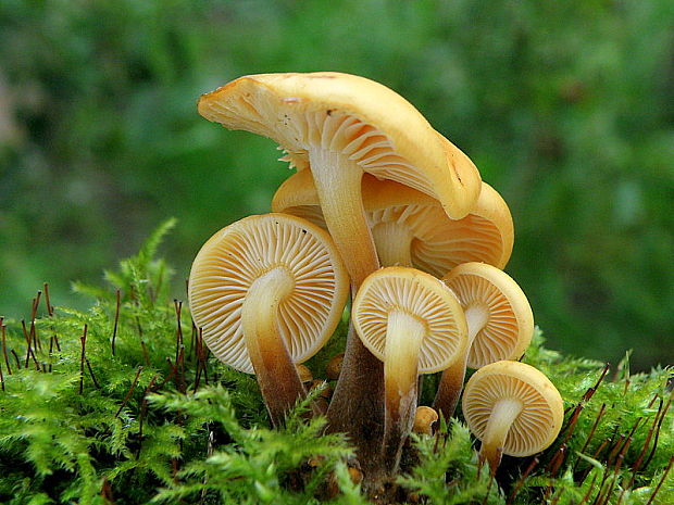 plamienka Flammulina sp.