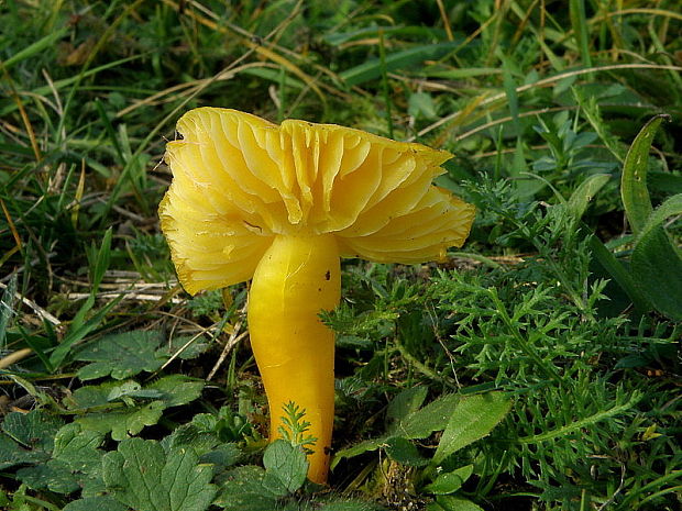 lúčnica citrónovožltá Hygrocybe chlorophana (Fr.) Wünsche