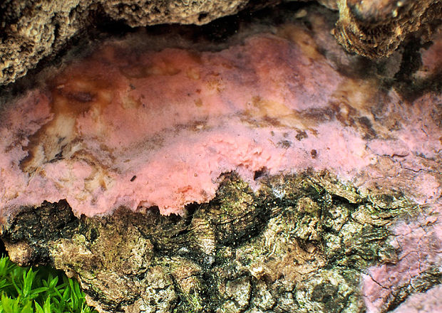 hubožer ružový Hypomyces rosellus (Alb. & Schwein.) Tul. & C. Tul.