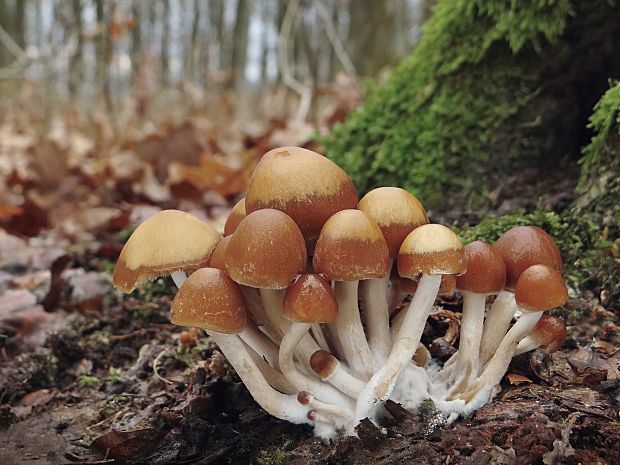 drobuľka Psathyrella sp.