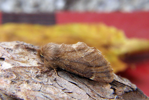 chochlatka javorová Ptilophora plumigera