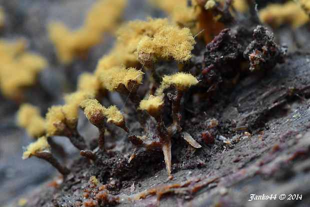 vlasnačka  Trichia botrytis var. botrytis (Pers.) Pers.