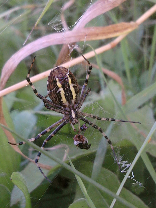 križiak pásavý Argiope bruennichi