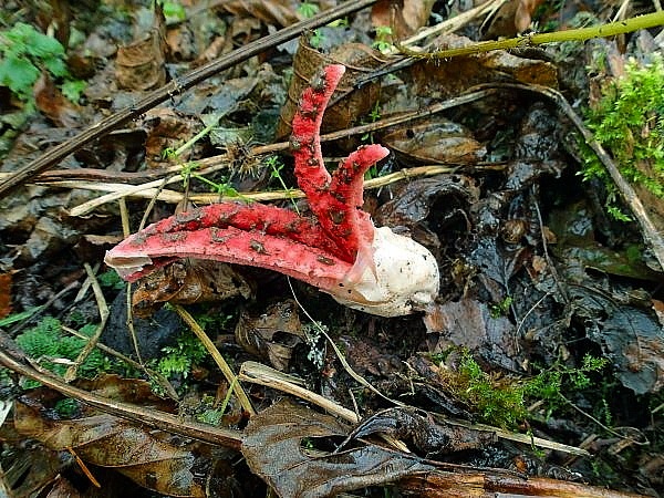 mrežovka kvetovitá Clathrus archeri (Berk.) Dring