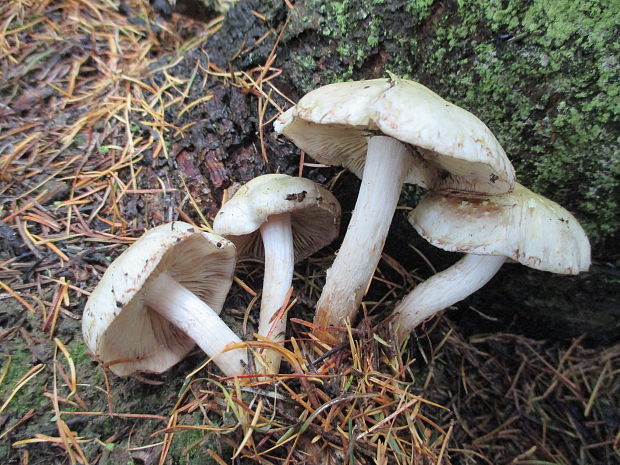 slzivka Hebeloma sp.