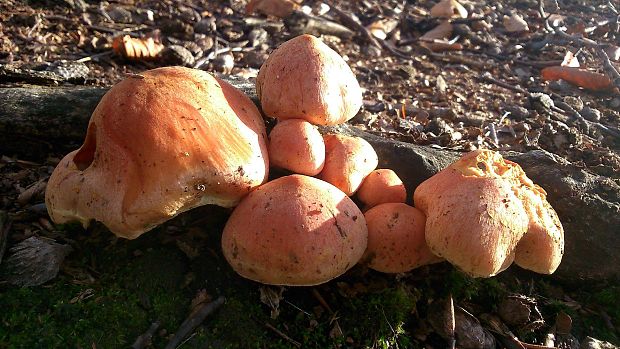 strapcovka zväzkovitá Hypholoma fasciculare (Huds.) P. Kumm.