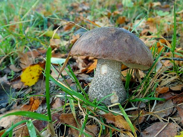 kozák brezový Leccinum scabrum (Bull.) Gray