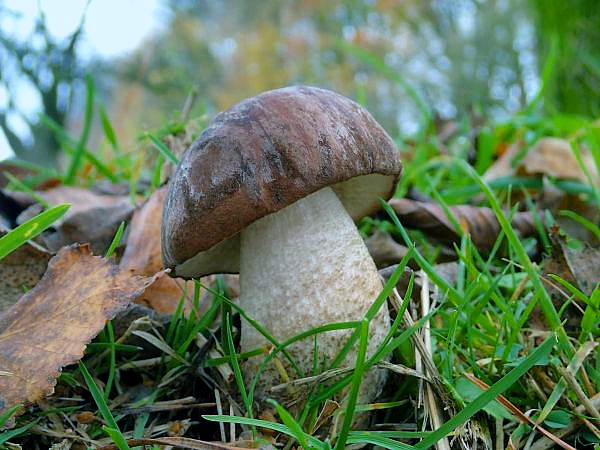 kozák brezový Leccinum scabrum (Bull.) Gray