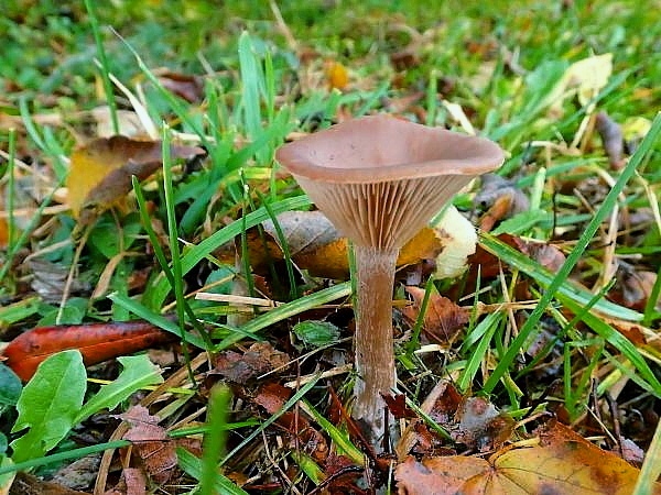 strmulica čiaškovitá Pseudoclitocybe cyathiformis (Bull.) Singer