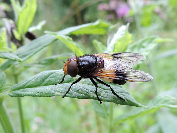 pestrica priesvitná / pestřenka prosvítavá Volucella pellucens Linnaeus, 1758