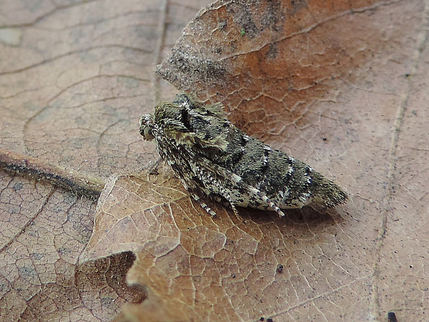 piadivka pomarančová / tmavoskvrnáč zlatavý ♀ Agriopis aurantiaria Hübner, 1799