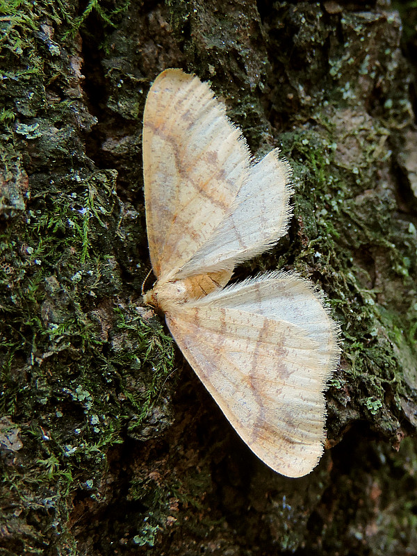 piadivka pomarančová / tmavoskvrnáč zlatavý ♂ Agriopis aurantiaria Hübner, 1799