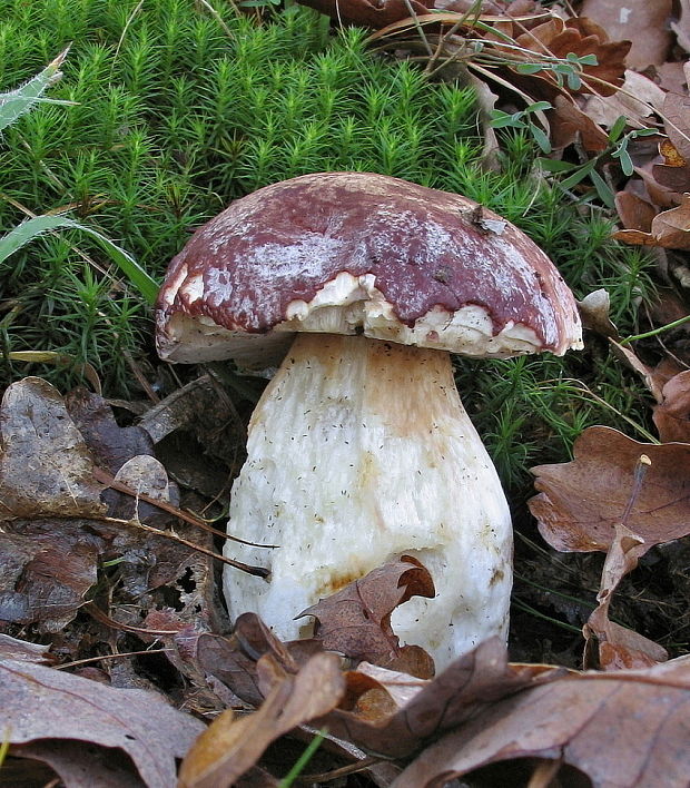 hríb sosnový Boletus pinophilus Pil. et Dermek in Pil.