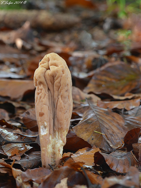 kyjak obrovský Clavariadelphus pistillaris (Fr.) Donk