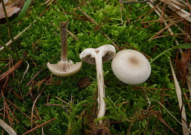 strmuľka Clitocybe sp.