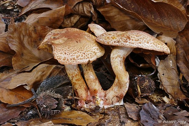 pavučinovec červenošupinatý Cortinarius bolaris (Pers.) Fr.