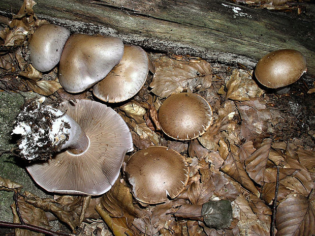 pavučinovec listnáčový Cortinarius nemorensis (Fr.) J.E. Lange