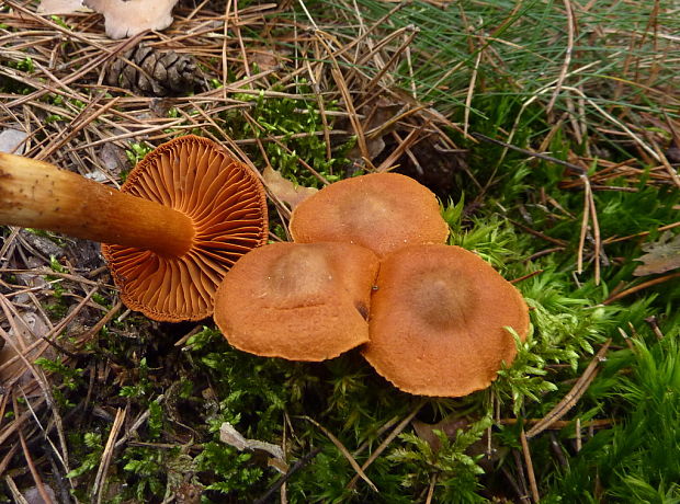 pavučinovec Cortinarius sp.